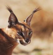 Zanchieta Wildlife Rescue & Lodge Amalinda Wildlife Centres & Zoos 1_small