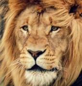 Zanchieta Wildlife Rescue & Lodge Amalinda Wildlife Centres & Zoos 3_small