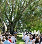 The Century Tree, Renovatio River Estate