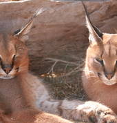 Lala & Duma - Caracals