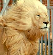 William Wallace - White Lion