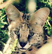Leila - Serval