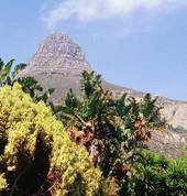 Lions Head - a view!