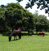 Corkscrew Willow Equestrian Chartwell Horse & Pony Riding Venues 1_small