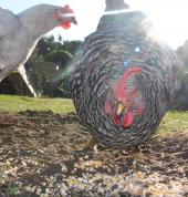 Swim With Dory swim school Noordhoek Sports Parties 2_small