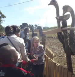 Ostrich encounter