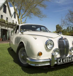 Classic Cats Stellenbosch CBD 1