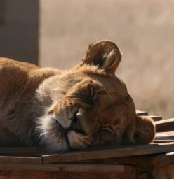 Elsa - Lion