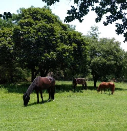 Corkscrew Willow Equestrian Chartwell 1