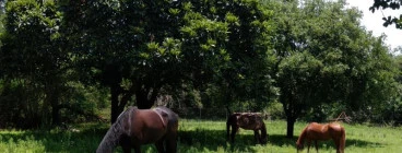 Corkscrew Willow Equestrian Chartwell 1